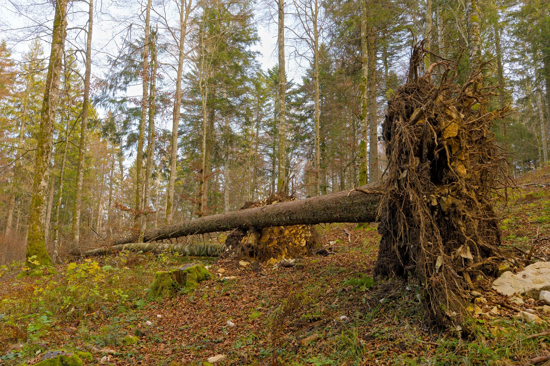 Enlèvement arbre urgence à Le Creusot